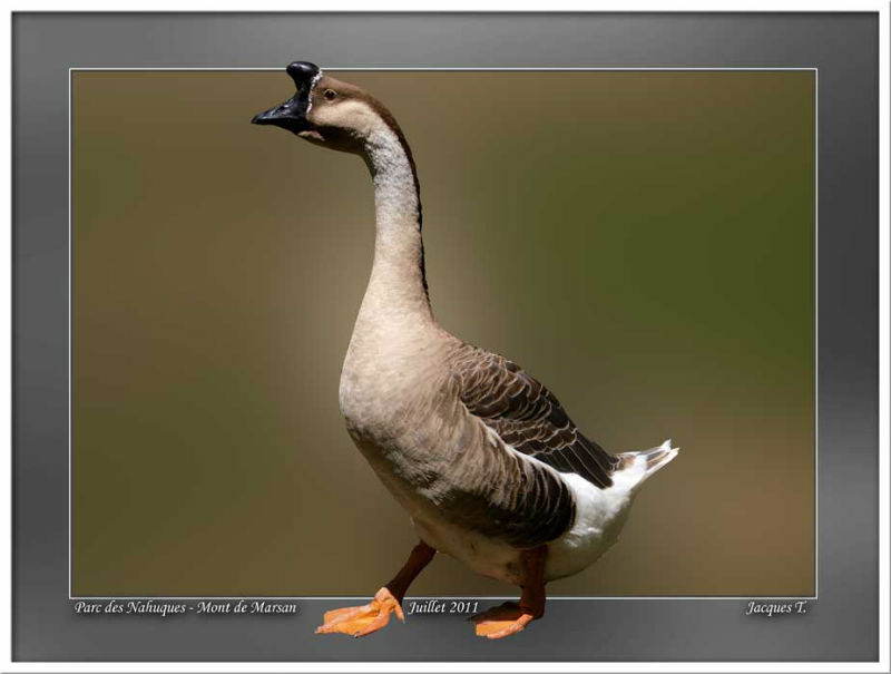 Clic gauche pour voir les images - Left click to see the images Monde Animal Oiseaux Ansériformes Oie